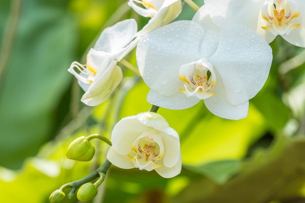 Macro of white orchid, Phalaenopsis