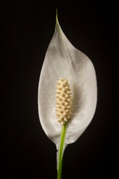 スパティフィラムの白い花びらのマクロ