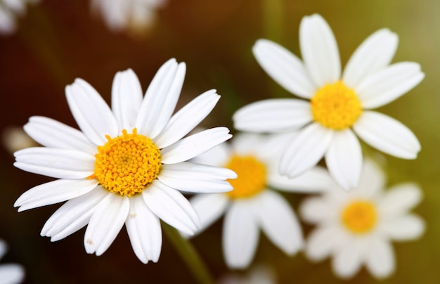 Macro of wild daisies in the field  