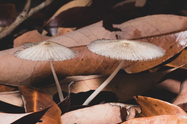 Macro wilde paddestoelen als achtergrond