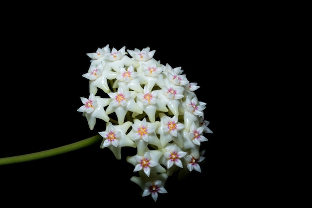 Macro witte bloemenhoya