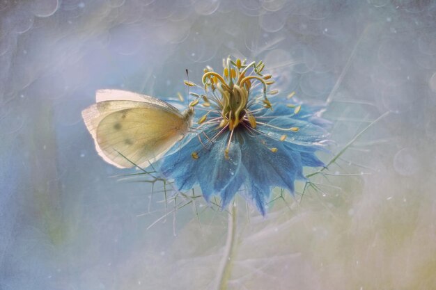 Macro witte vlinder Pieris brassicae op een ble bloem Nigella damascena