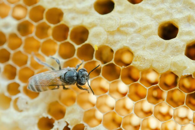 Macro of working bees on honeycomb