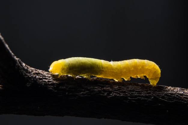 Macro Worm on a Branch