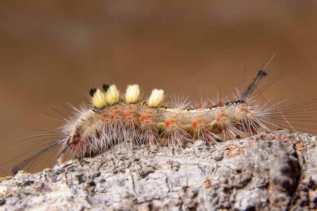 Macro Worm on a Branch