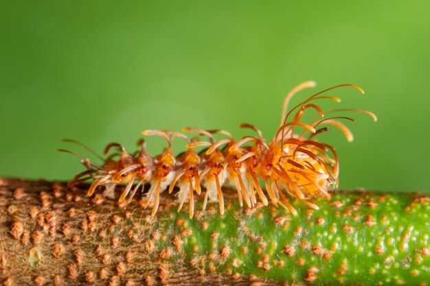 Macro worm on leaf