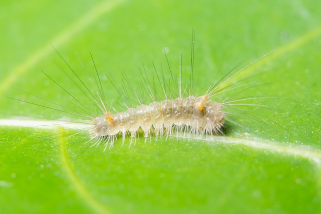 Macro worm on leaf