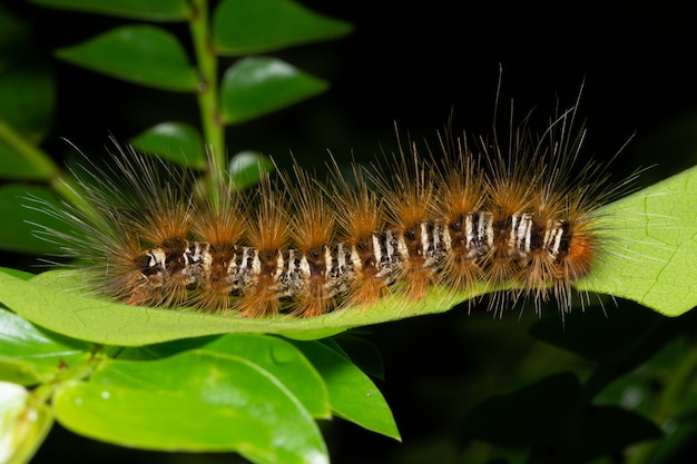 Macro worm in nature on leaf