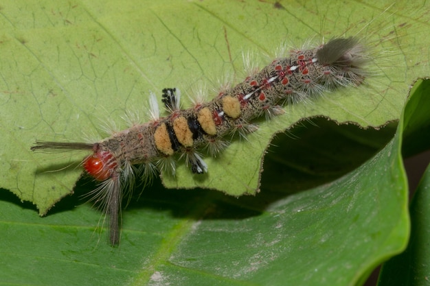 Foto macro verme sulla pianta