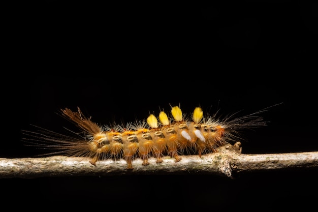 Macro worm on the plant.