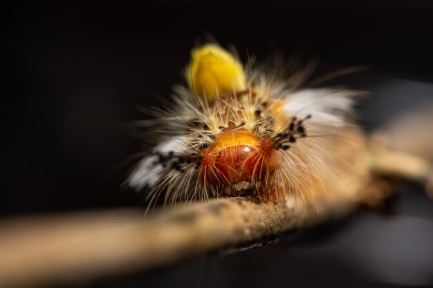 Macro worm on the plant.