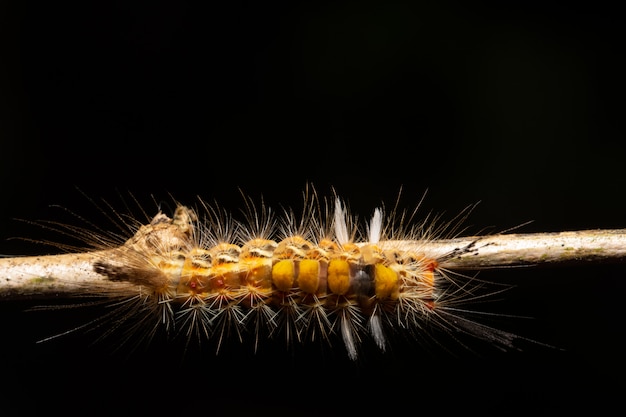 Macro worm on the plant.