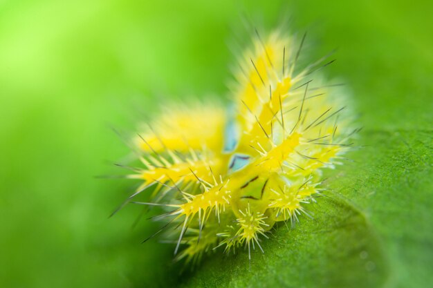 Macro worm on the plant.