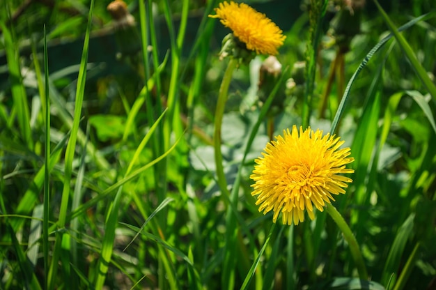 Macro yellow dandelion in green grass Flower on background from grass and other dandelion with bokeh Saturated grass and flower