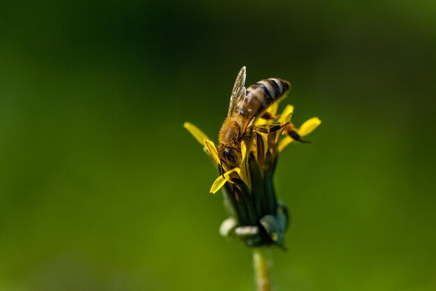 Macro of yellow dandelions on which sits close-up of a wasp