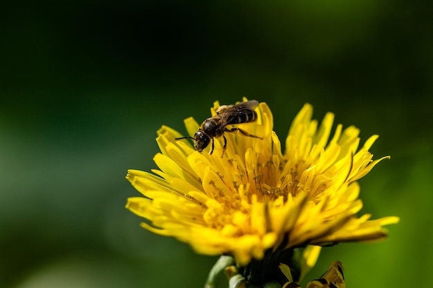 Macro of yellow dandelions on which sits a wasp