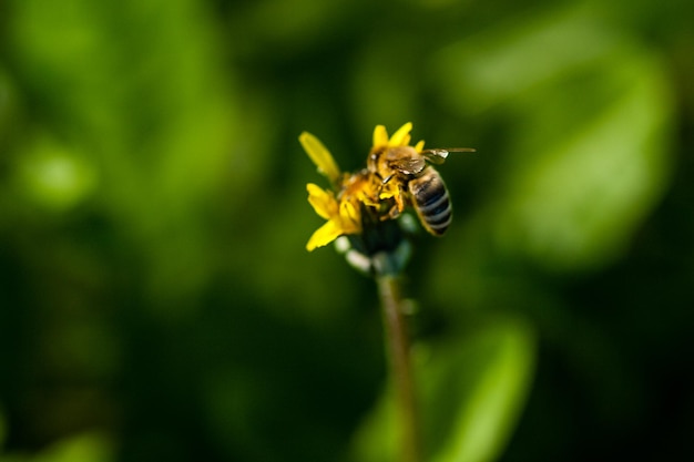 Macro of yellow dandelions on which sits a wasp