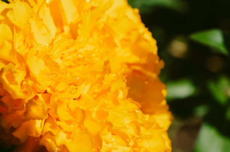 Photo マクロ黄色い花、ぼやけた背景、日光の日。露のしずく、選択的なソフトフォーカスの花のクローズアップ。花の背景