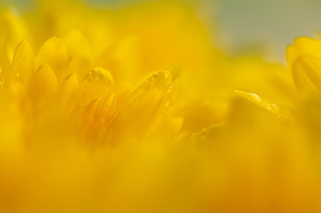 マクロ黄色の花のテクスチャ、黄色の花の背景、