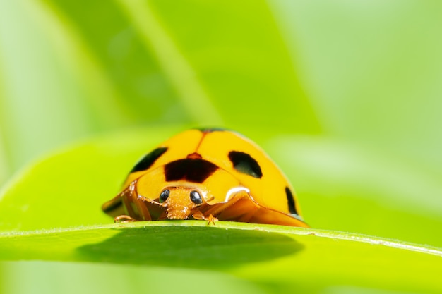 Macro yellow ladybug in nature green background