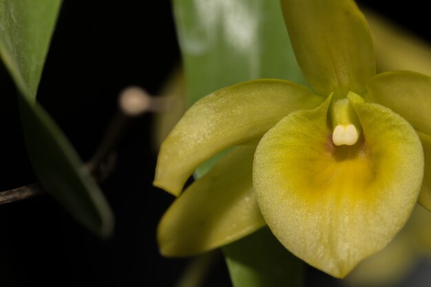 Macro yellow orchid