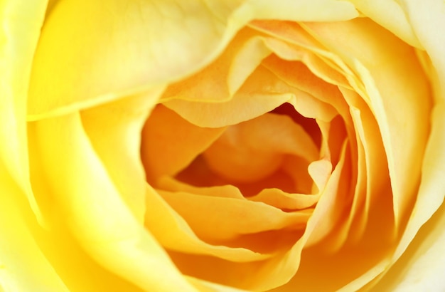 Macro of a yellow rose