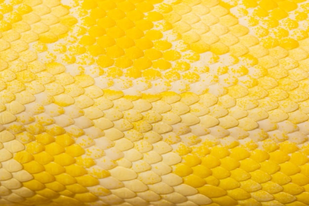 Macro yellow snake scale textureclose up view of golden python Python bivittatus skin texture