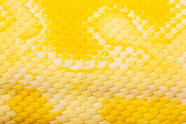 Macro yellow snake scale textureclose up view of golden python Python bivittatus skin texture