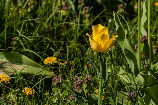 Macro of yellow tulips on a background of green grass