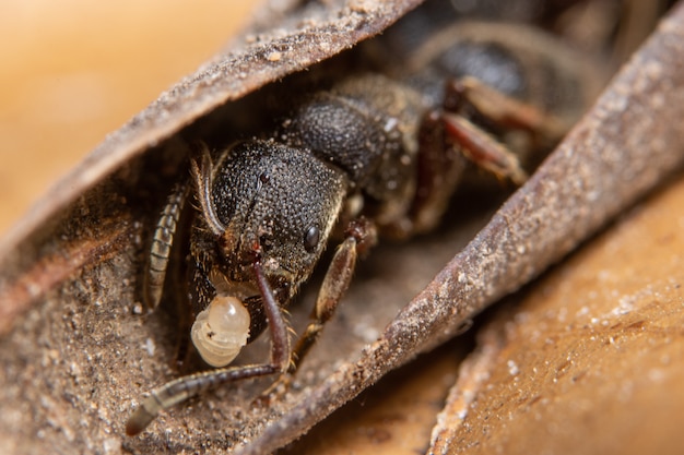 Macro zwarte mier op een bruin blad