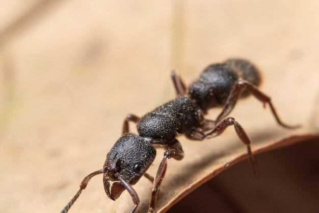 Macro zwarte mier op een bruin blad