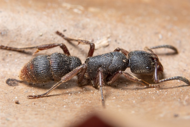 Macro zwarte mier op een bruin blad