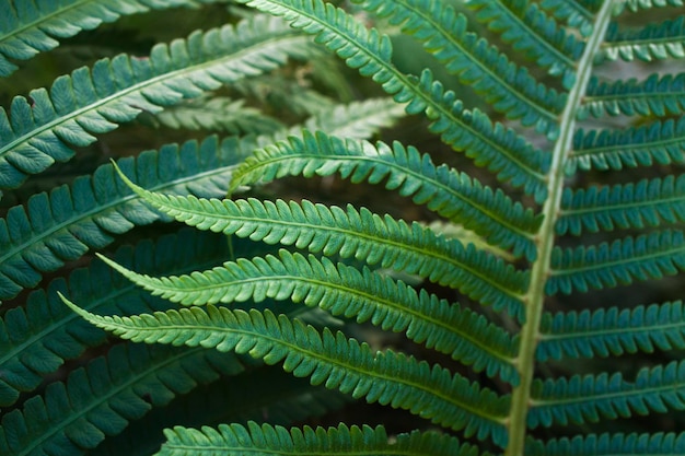 Macroachtergrond. Close-up groene achtergrond van varenbladeren.