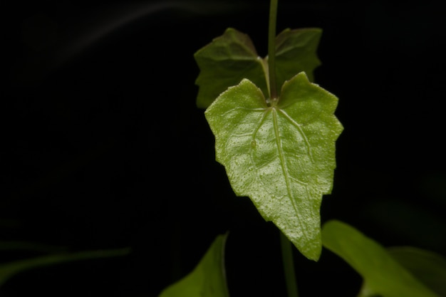 Macrobeeld van bladaders in donker en lichtgroen.