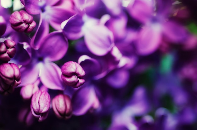 Macrobeeld van de lente lila violette bloemen abstracte zachte bloemenachtergrond