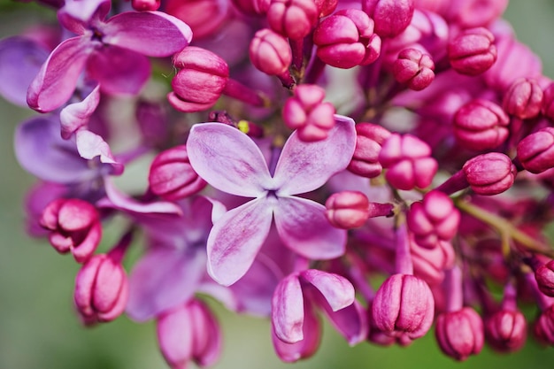 Macrobeeld van de lente lilac violette bloemen.