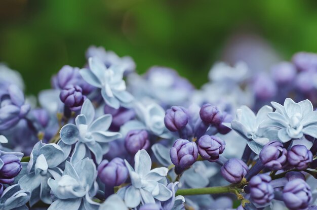 Macrobeeld van de lente zachte violette lila bloemen, natuurlijke seizoengebonden bloemenachtergrond. Kan worden gebruikt als kerstkaart met kopieerruimte.