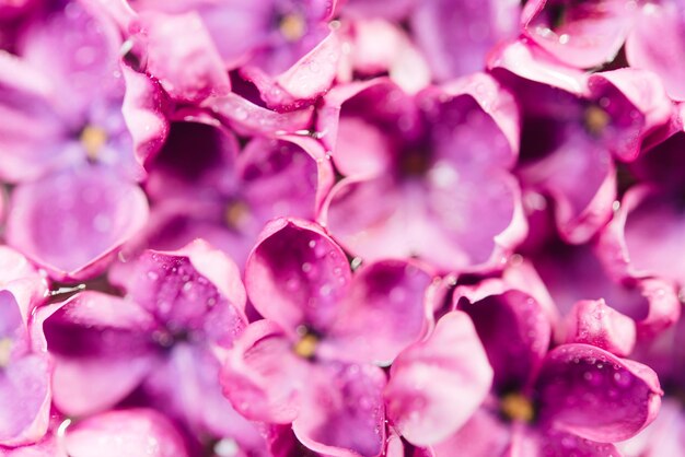 Macrobeeld van de lente zachte violette lila bloemen, natuurlijke seizoengebonden bloemenachtergrond.