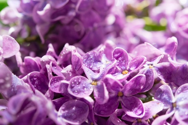 Macrobeeld van de lente zachte violette lila bloemen, natuurlijke seizoengebonden bloemenachtergrond.