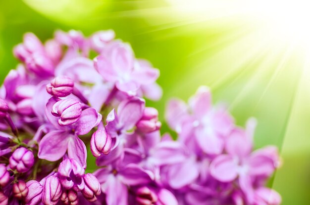 Macrobeeld van de lentelila violette bloemen, bloemen zonnige achtergrond