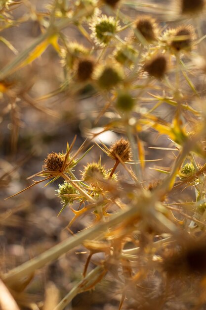 Macrobeeld van een gouden disteldetail. Cnicus benedictus. Gouden droge stekelige bloemstruikachtergrond