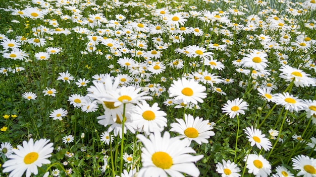 Macrobeeld van mooi bloembed met groeiende kamilles. Perfecte achtergrond van weide bedekt met witte bloemen