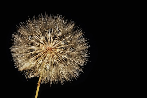 Macrobeeld van pluizige paardebloem met textuur op donkere achtergrond