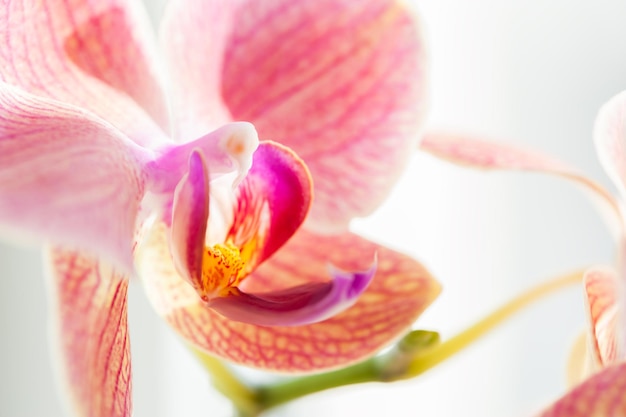 Macrobeeld van roze orchideebloem, selectieve nadruk