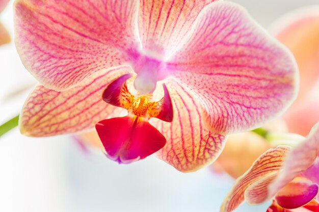 Macrobeeld van roze orchideebloem, selectieve nadruk