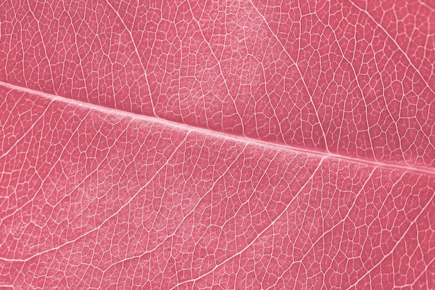 Macrobladtextuur roze rood gekleurd met prachtige reliëffactor van close-up macrofoto van de plant