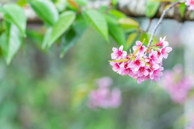 Macrobloem prunus cerasoides