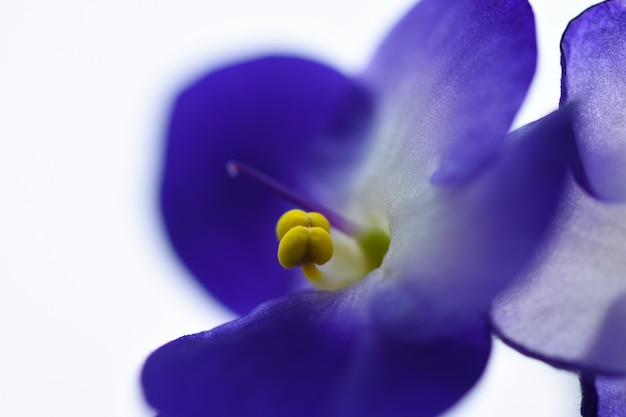 Macrobloem violet close-up op een lichte achtergrond