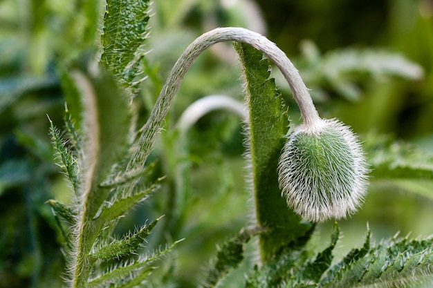 Macrobloempapaver in knop