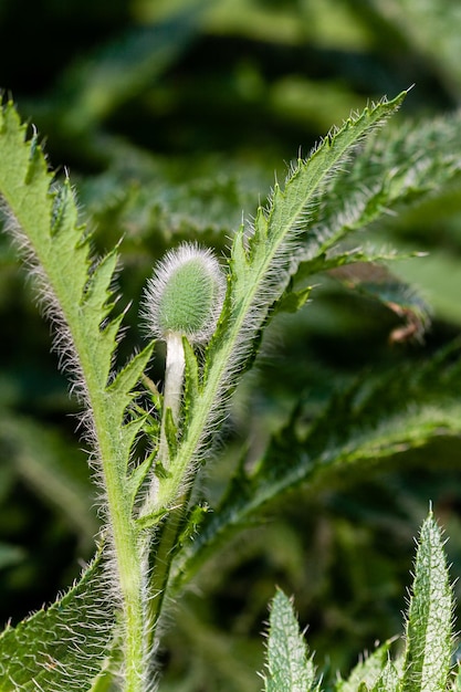 Macrobloempapaver in knop